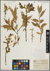 Foto von Salix pentandra L.